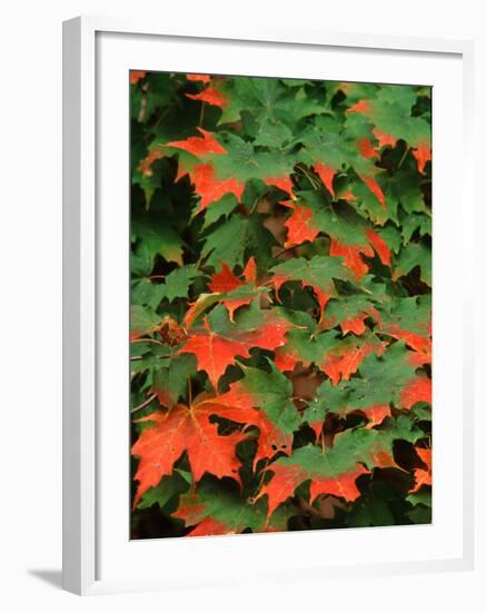 Sugar maple leaves in fall, Vermont, USA-Charles Sleicher-Framed Photographic Print