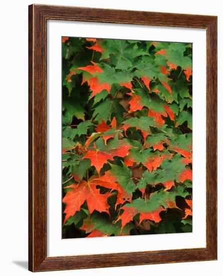 Sugar maple leaves in fall, Vermont, USA-Charles Sleicher-Framed Photographic Print