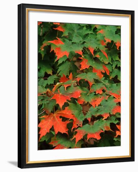 Sugar maple leaves in fall, Vermont, USA-Charles Sleicher-Framed Photographic Print