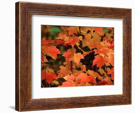 Sugar maple leaves in fall, Vermont, USA-Charles Sleicher-Framed Photographic Print