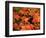 Sugar maple leaves in fall, Vermont, USA-Charles Sleicher-Framed Photographic Print