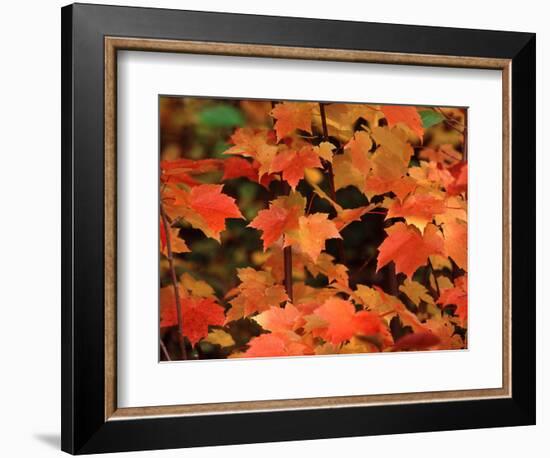 Sugar maple leaves in fall, Vermont, USA-Charles Sleicher-Framed Photographic Print