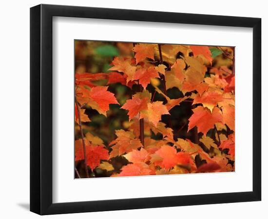 Sugar maple leaves in fall, Vermont, USA-Charles Sleicher-Framed Photographic Print