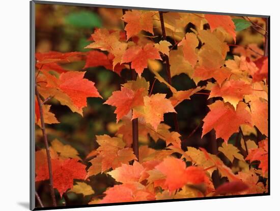 Sugar maple leaves in fall, Vermont, USA-Charles Sleicher-Mounted Photographic Print
