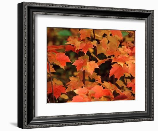 Sugar maple leaves in fall, Vermont, USA-Charles Sleicher-Framed Photographic Print