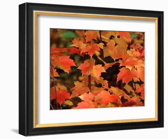 Sugar maple leaves in fall, Vermont, USA-Charles Sleicher-Framed Photographic Print