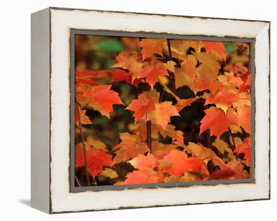 Sugar maple leaves in fall, Vermont, USA-Charles Sleicher-Framed Premier Image Canvas