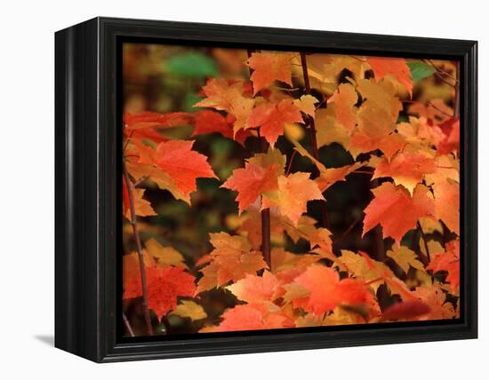 Sugar maple leaves in fall, Vermont, USA-Charles Sleicher-Framed Premier Image Canvas