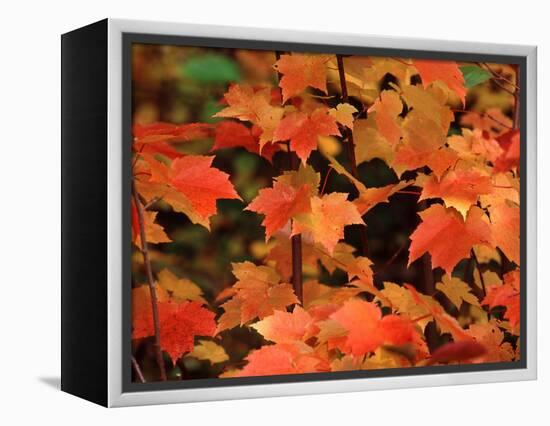 Sugar maple leaves in fall, Vermont, USA-Charles Sleicher-Framed Premier Image Canvas