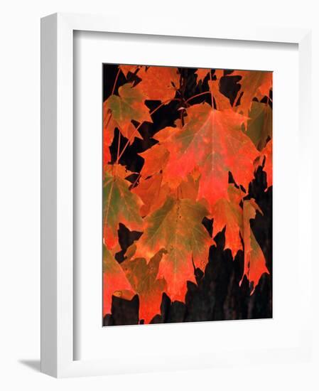 Sugar Maple Leaves in Fall, Vermont, USA-Charles Sleicher-Framed Photographic Print