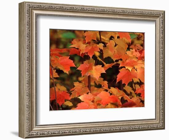 Sugar Maple Leaves in Fall, Vermont, USA-Charles Sleicher-Framed Photographic Print