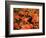 Sugar Maple Leaves in Fall, Vermont, USA-Charles Sleicher-Framed Photographic Print