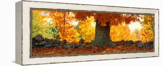 Sugar Maple Tree in Autumn, Peacham, Caledonia County, Vermont, USA-null-Framed Premier Image Canvas