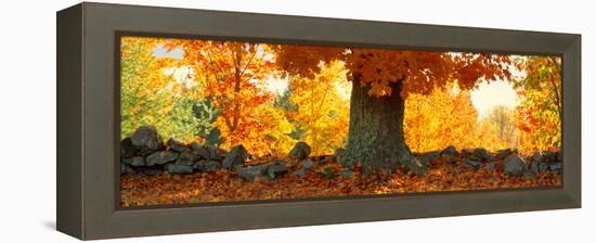 Sugar Maple Tree in Autumn, Peacham, Caledonia County, Vermont, USA-null-Framed Premier Image Canvas