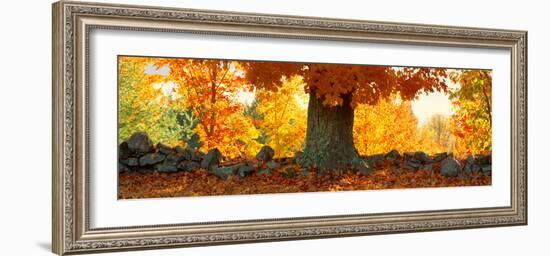 Sugar Maple Tree in Autumn, Peacham, Caledonia County, Vermont, USA--Framed Photographic Print