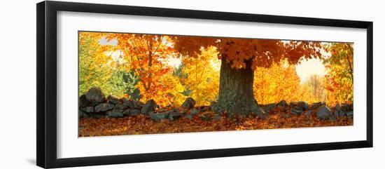 Sugar Maple Tree in Autumn, Peacham, Caledonia County, Vermont, USA-null-Framed Photographic Print