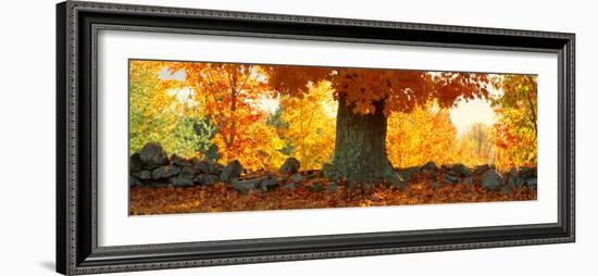 Sugar Maple Tree in Autumn, Peacham, Caledonia County, Vermont, USA-null-Framed Photographic Print