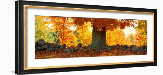 Sugar Maple Tree in Autumn, Peacham, Caledonia County, Vermont, USA-null-Framed Photographic Print