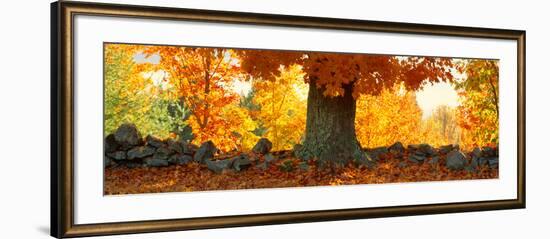 Sugar Maple Tree in Autumn, Peacham, Caledonia County, Vermont, USA-null-Framed Photographic Print