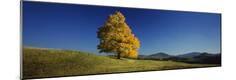 Photographic Print