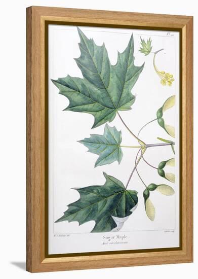 Sugar Maple-Henri Joseph Redouté-Framed Premier Image Canvas