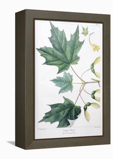 Sugar Maple-Henri Joseph Redouté-Framed Premier Image Canvas