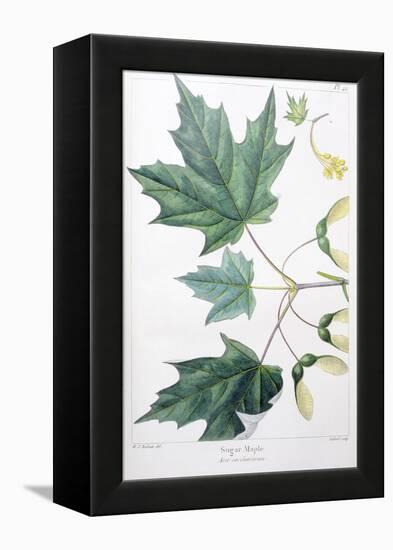 Sugar Maple-Henri Joseph Redouté-Framed Premier Image Canvas