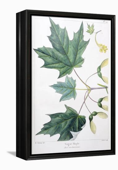 Sugar Maple-Henri Joseph Redouté-Framed Premier Image Canvas