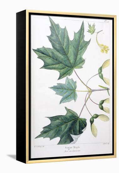 Sugar Maple-Henri Joseph Redouté-Framed Premier Image Canvas