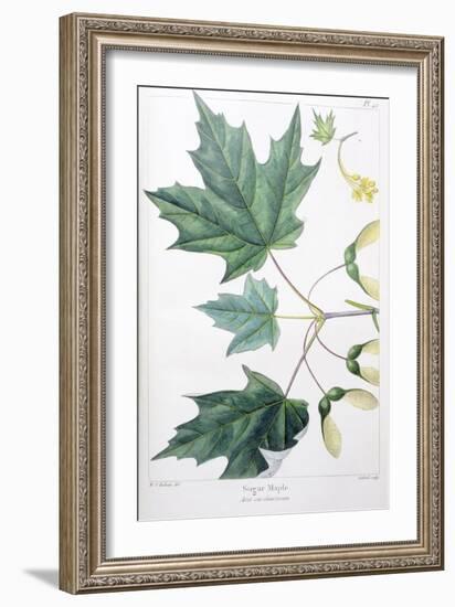 Sugar Maple-Henri Joseph Redouté-Framed Giclee Print