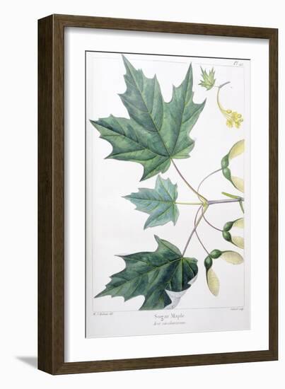 Sugar Maple-Henri Joseph Redouté-Framed Giclee Print