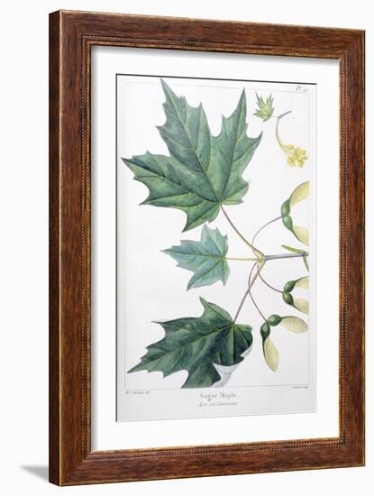 Sugar Maple-Henri Joseph Redouté-Framed Giclee Print