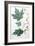 Sugar Maple-Henri Joseph Redouté-Framed Giclee Print