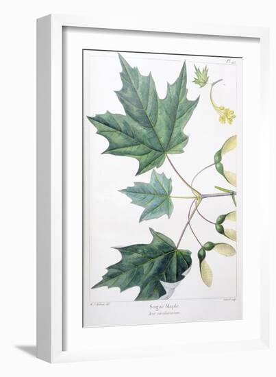 Sugar Maple-Henri Joseph Redouté-Framed Giclee Print