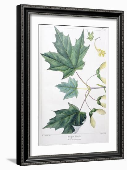 Sugar Maple-Henri Joseph Redouté-Framed Giclee Print