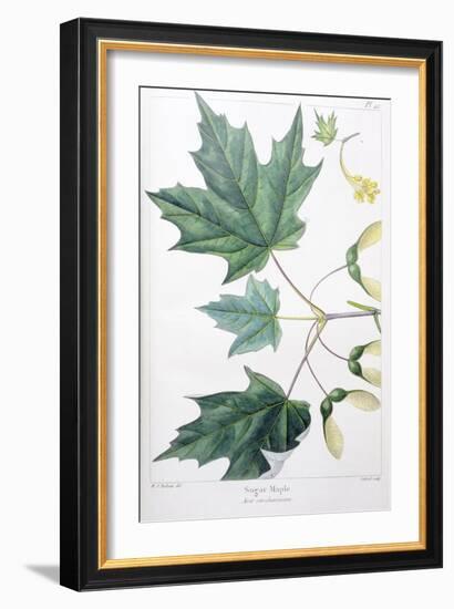 Sugar Maple-Henri Joseph Redouté-Framed Giclee Print