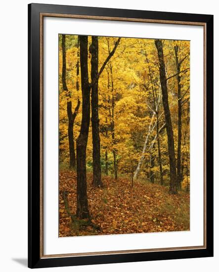 Sugar Maples, Ozark-St. Francis National Forest, Arkansas, USA-Charles Gurche-Framed Photographic Print