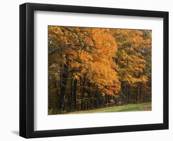 Sugar Maples, Ozark-St. Francis National Forest, Arkansas, USA-Charles Gurche-Framed Photographic Print