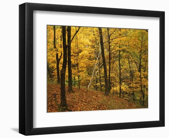 Sugar Maples, Ozark-St. Francis National Forest, Arkansas, USA-Charles Gurche-Framed Photographic Print