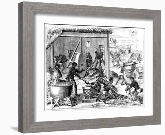 Sugar Production, 1873-Theodore de Bry-Framed Giclee Print