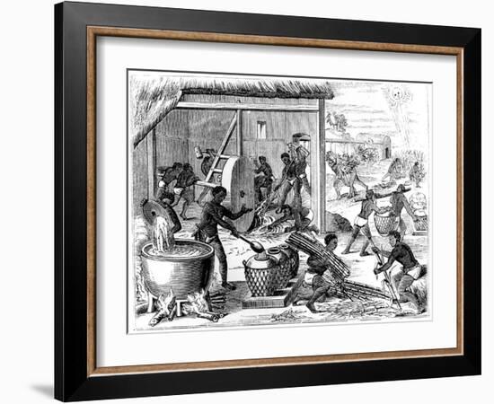 Sugar Production, 1873-Theodore de Bry-Framed Giclee Print