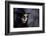 Sugar Skull Girl in Tophat in the Forest, Halloween Theme-Elisanth-Framed Photographic Print