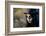 Sugar Skull Girl in Tophat, in the Forest-Elisanth-Framed Photographic Print