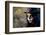 Sugar Skull Girl in Tophat, in the Forest-Elisanth-Framed Photographic Print