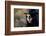 Sugar Skull Girl in Tophat, in the Forest-Elisanth-Framed Photographic Print