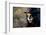 Sugar Skull Girl in Tophat, in the Forest-Elisanth-Framed Photographic Print