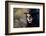 Sugar Skull Girl in Tophat, in the Forest-Elisanth-Framed Photographic Print