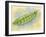 Sugar Snap Peas-Barbara Keith-Framed Giclee Print