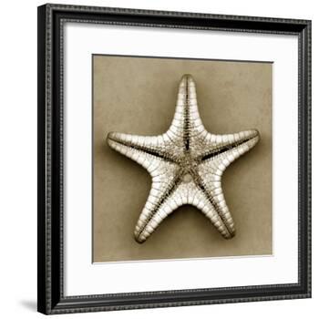 Sugar Starfish Bottom-John Kuss-Framed Photographic Print