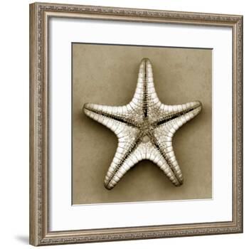 Sugar Starfish Bottom-John Kuss-Framed Photographic Print